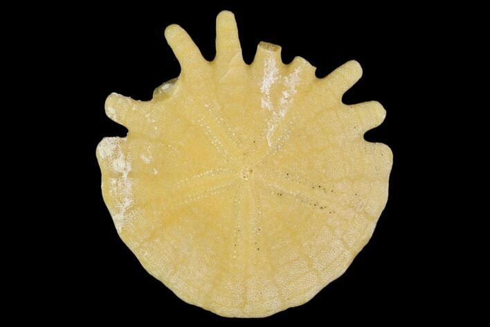 Bargain - Fossil Sand Dollar (Heliophora) - Boujdour, Morocco #106796